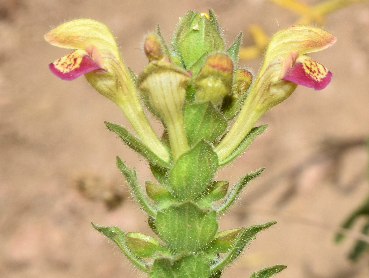 Image of Scutellaria adsurgens specimen.