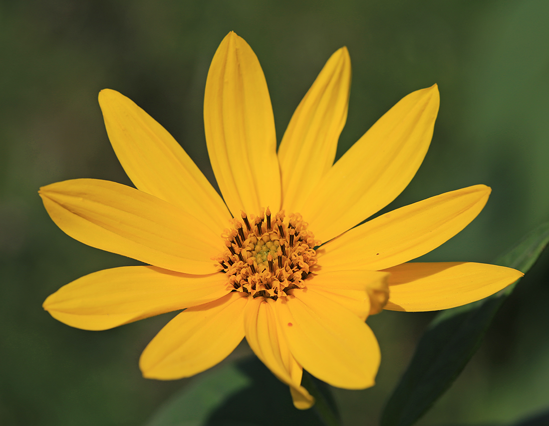 Изображение особи Helianthus tuberosus.