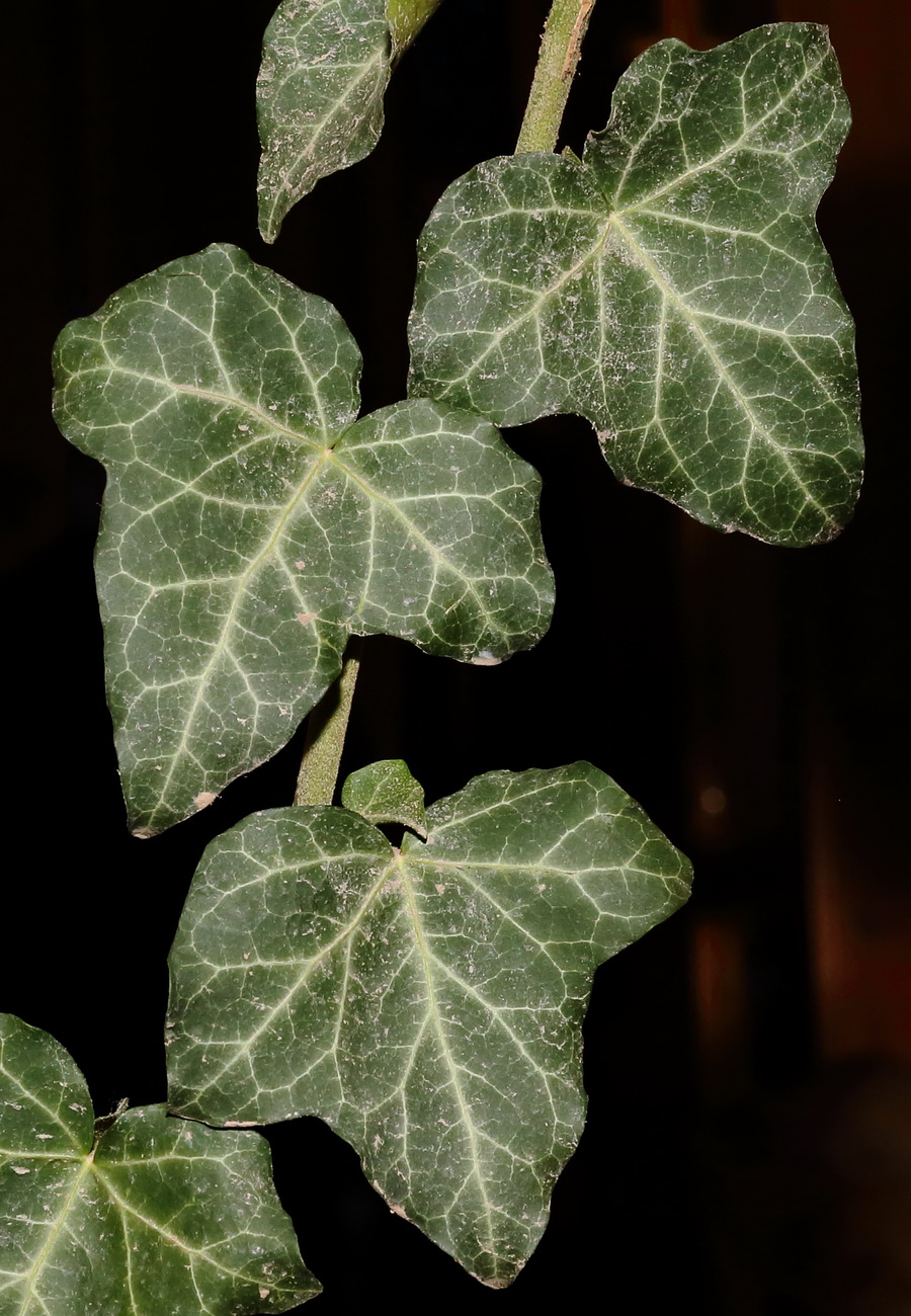 Image of Hedera helix specimen.