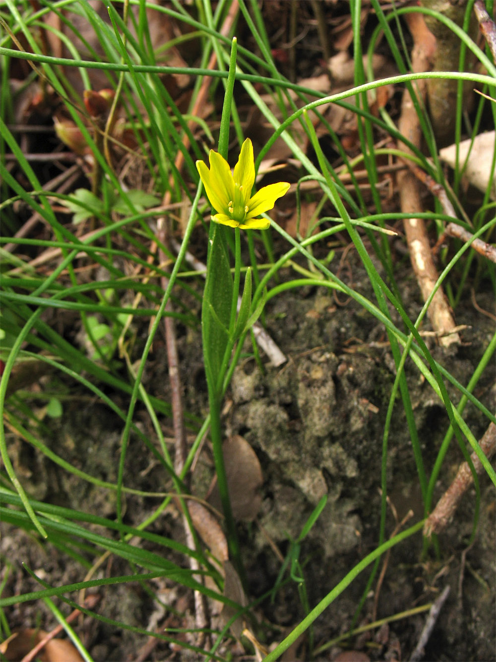 Image of Gagea spathacea specimen.