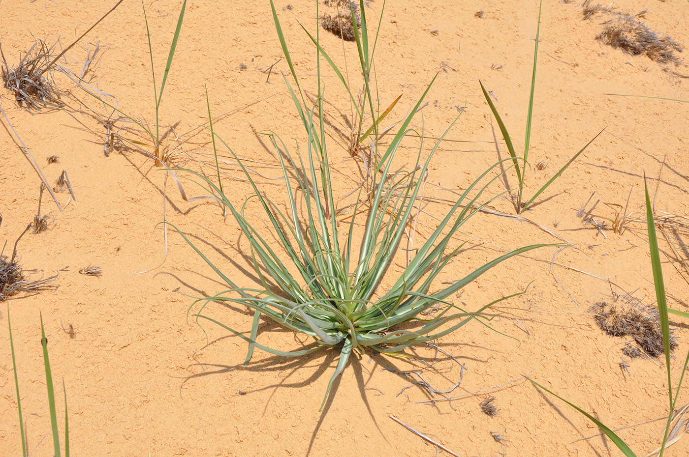 Изображение особи род Tragopogon.