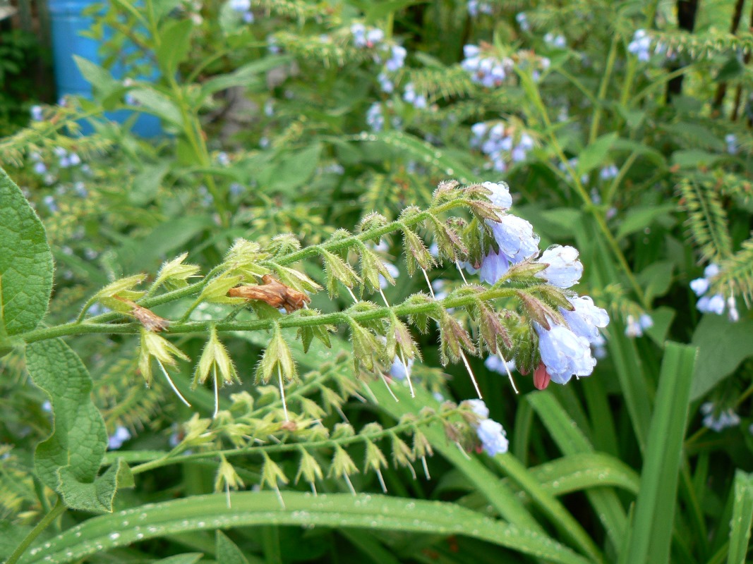 Изображение особи Symphytum caucasicum.