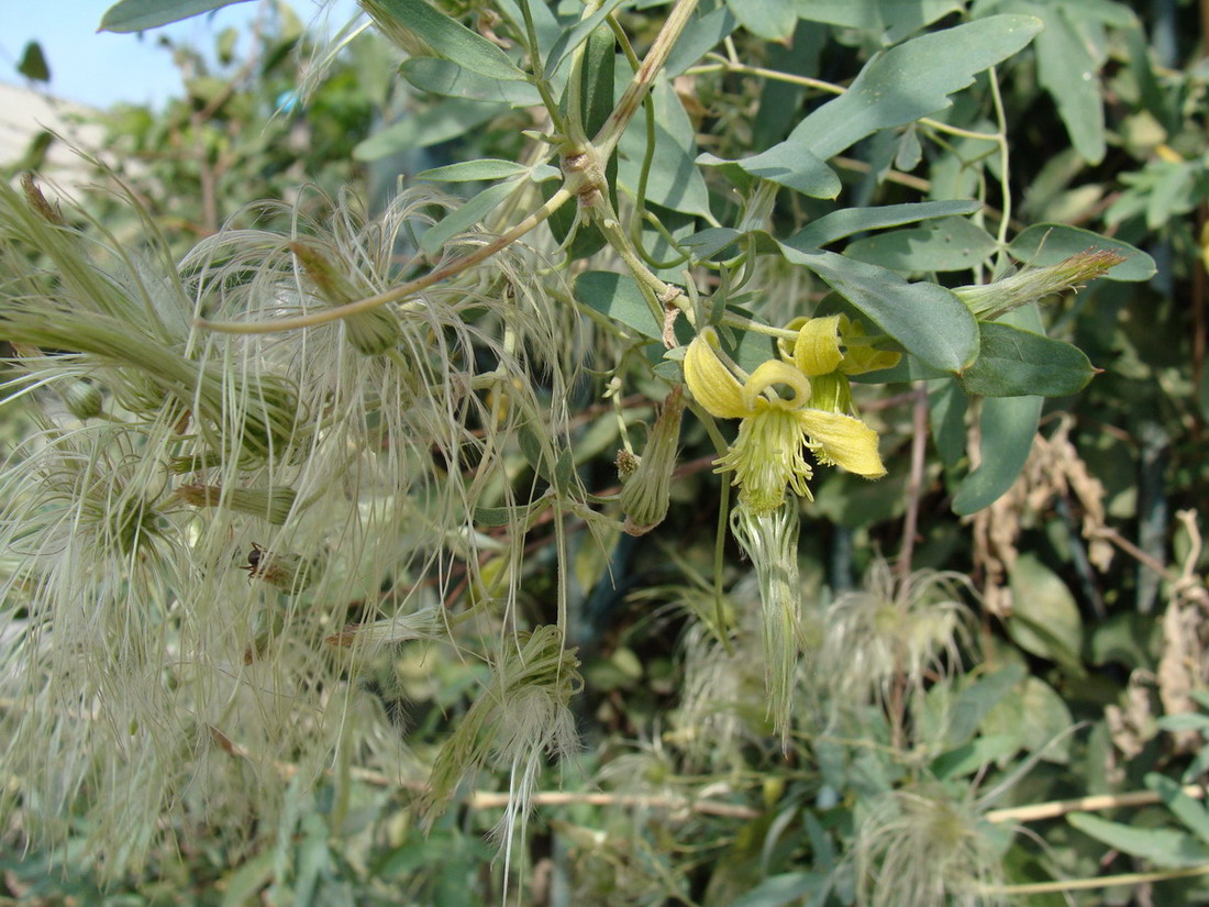 Изображение особи Clematis orientalis.