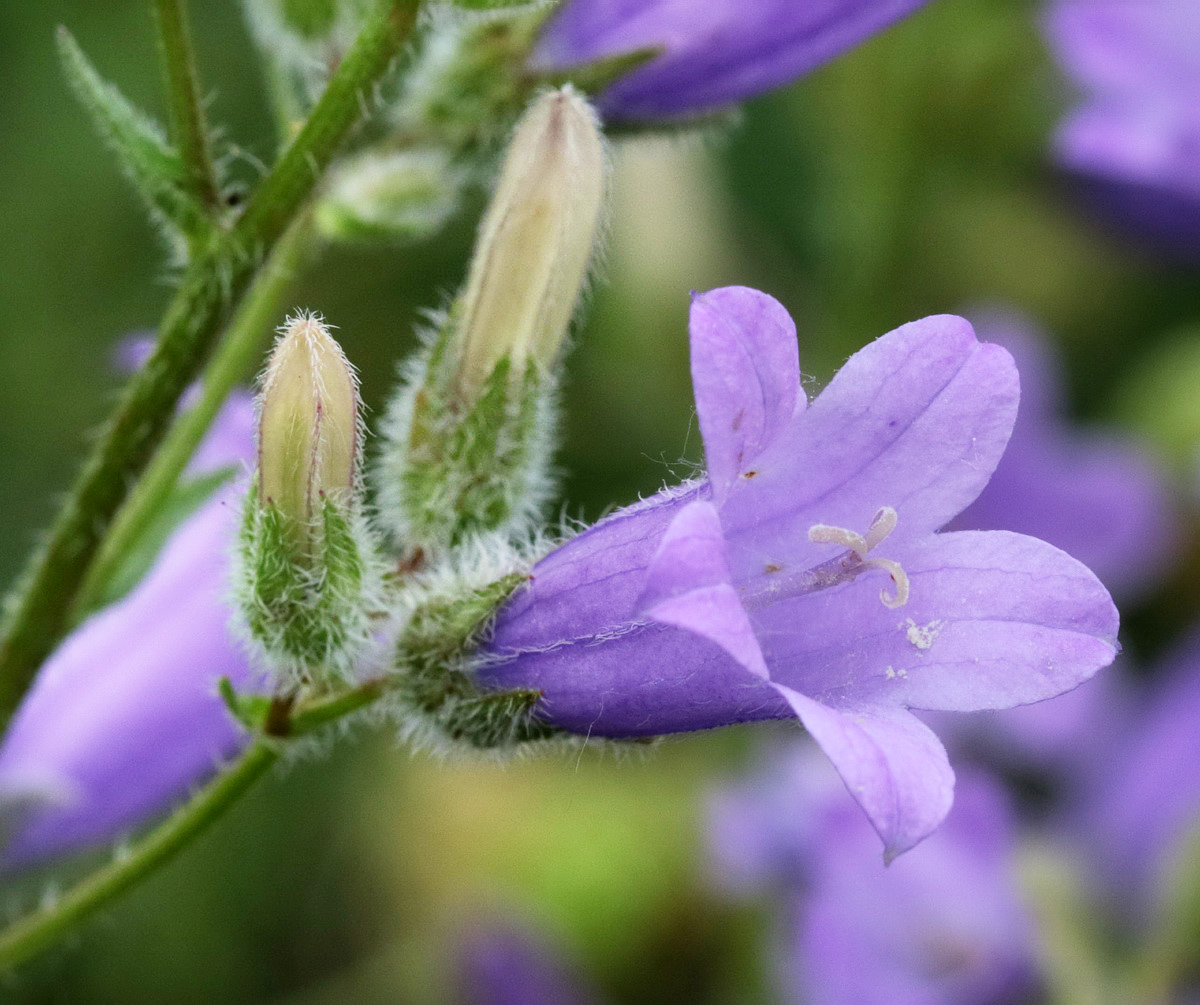 Image of Campanula praealta specimen.