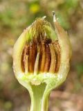 Hedypnois rhagadioloides. Разломанное соцветие с созревающими плодами. Греция, о. Родос, г. Родос, Родосская крепость (Дворец великих магистров), на газоне. 8 мая 2011 г.