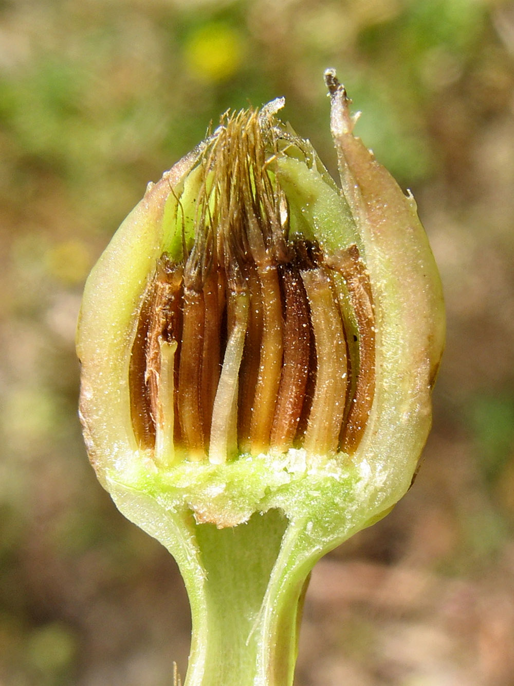 Image of Hedypnois rhagadioloides specimen.