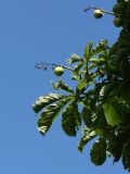 Aesculus hippocastanum. Незрелые плоды и листья. Санкт-Петербург, Старый Петергоф, парк \"Сергиевка\". 01.08.2020.