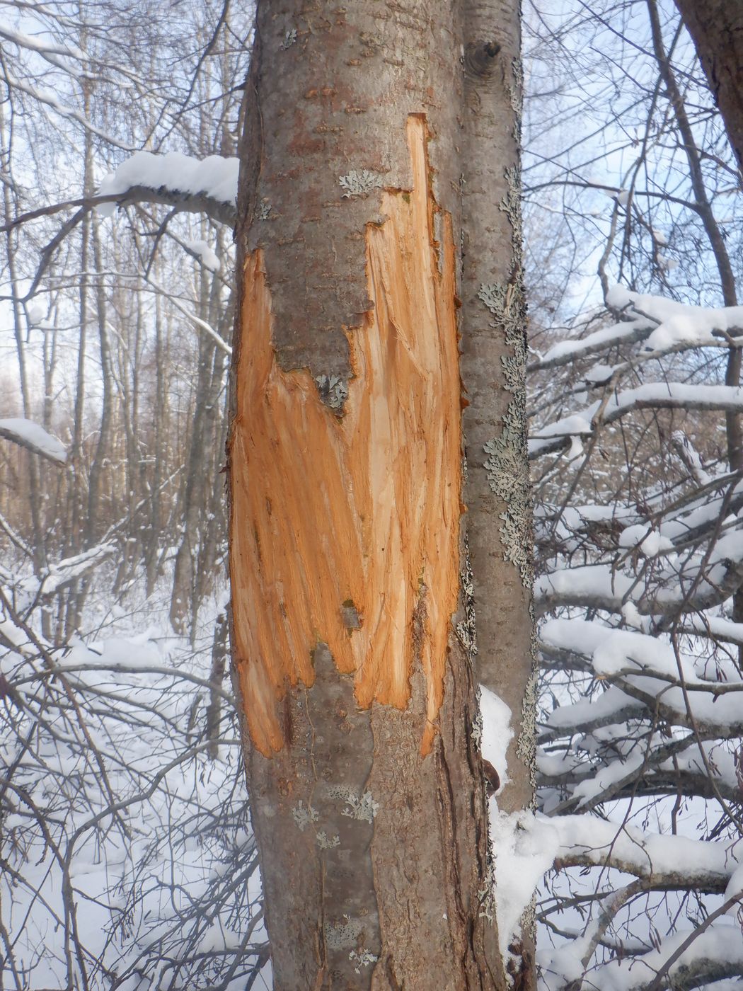 Image of Sorbus aucuparia specimen.