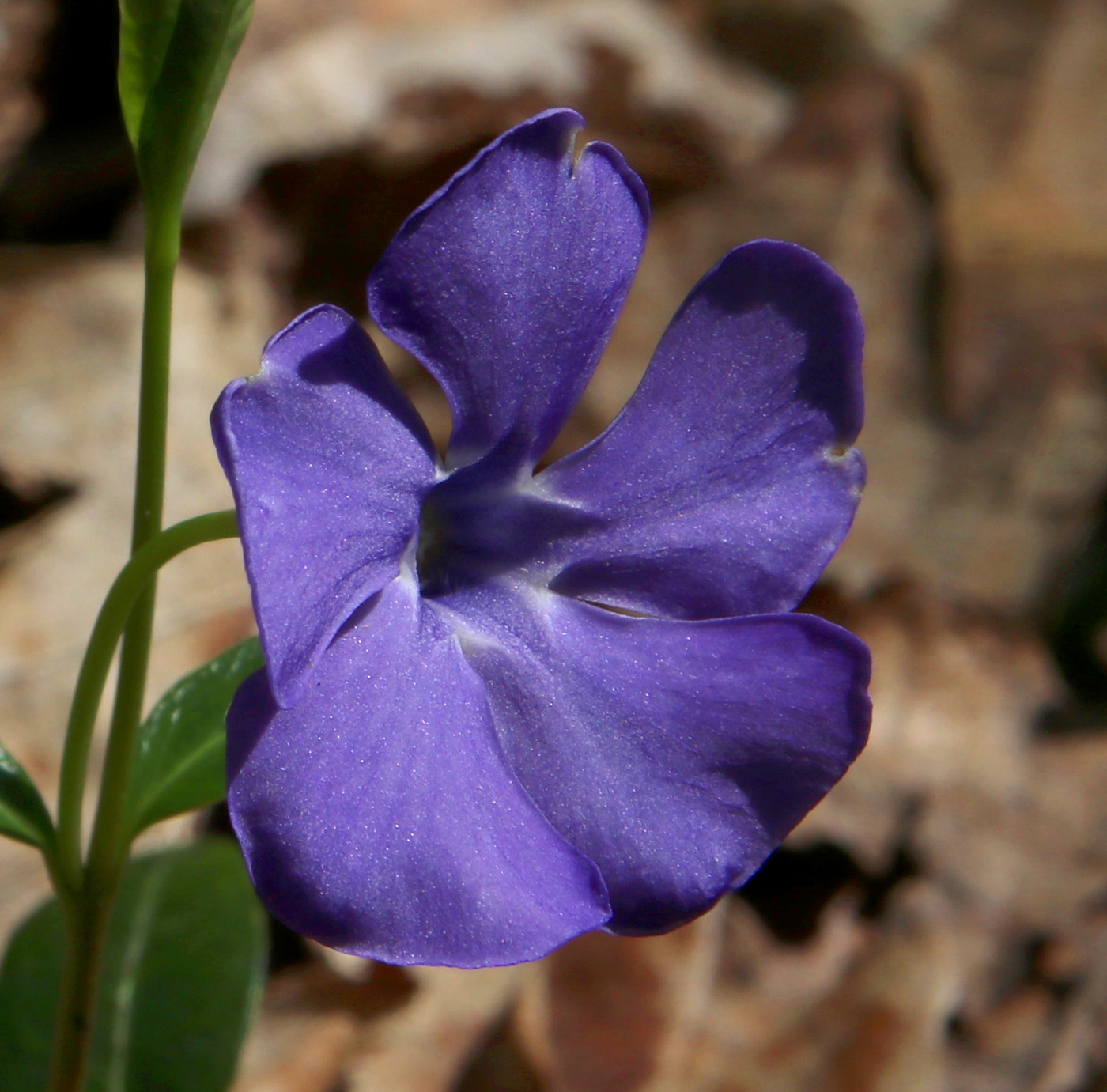 Image of Vinca minor specimen.