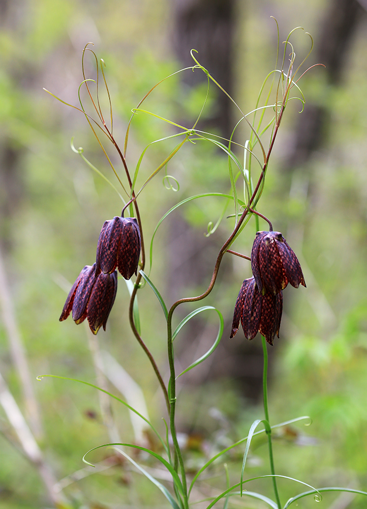 Image of Fritillaria ussuriensis specimen.