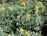 Thermopsis lanceolata