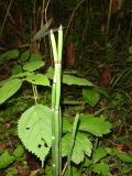 Equisetum hyemale