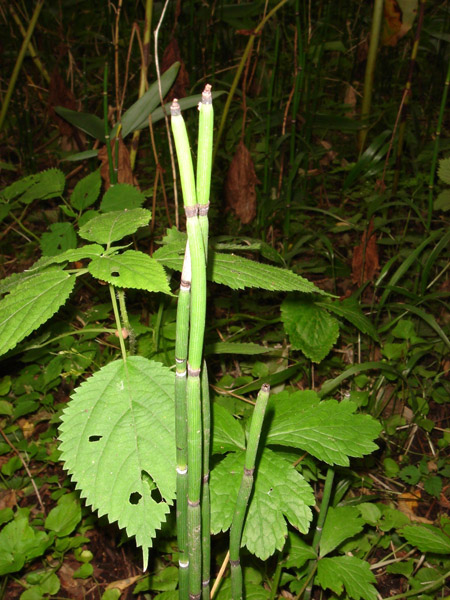 Image of Equisetum hyemale specimen.