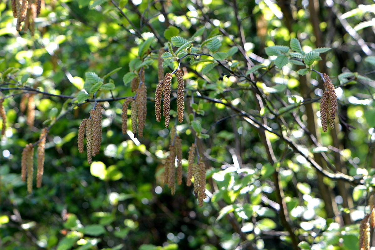 Изображение особи Betula medwediewii.