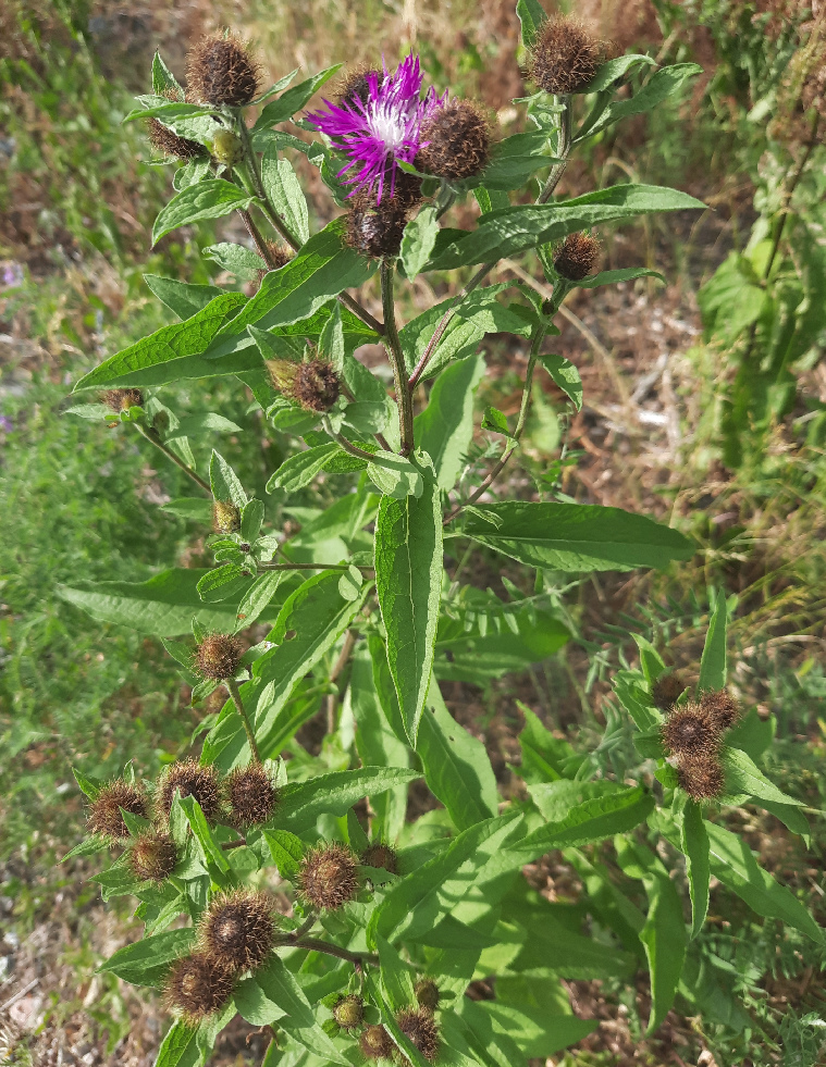 Image of Centaurea phrygia specimen.