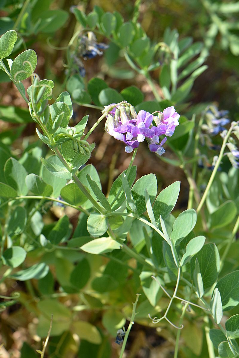 Image of Lathyrus japonicus ssp. maritimus specimen.