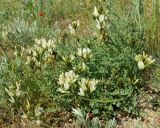 Astragalus glaucus