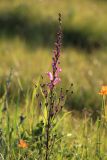 Pedicularis grandiflora