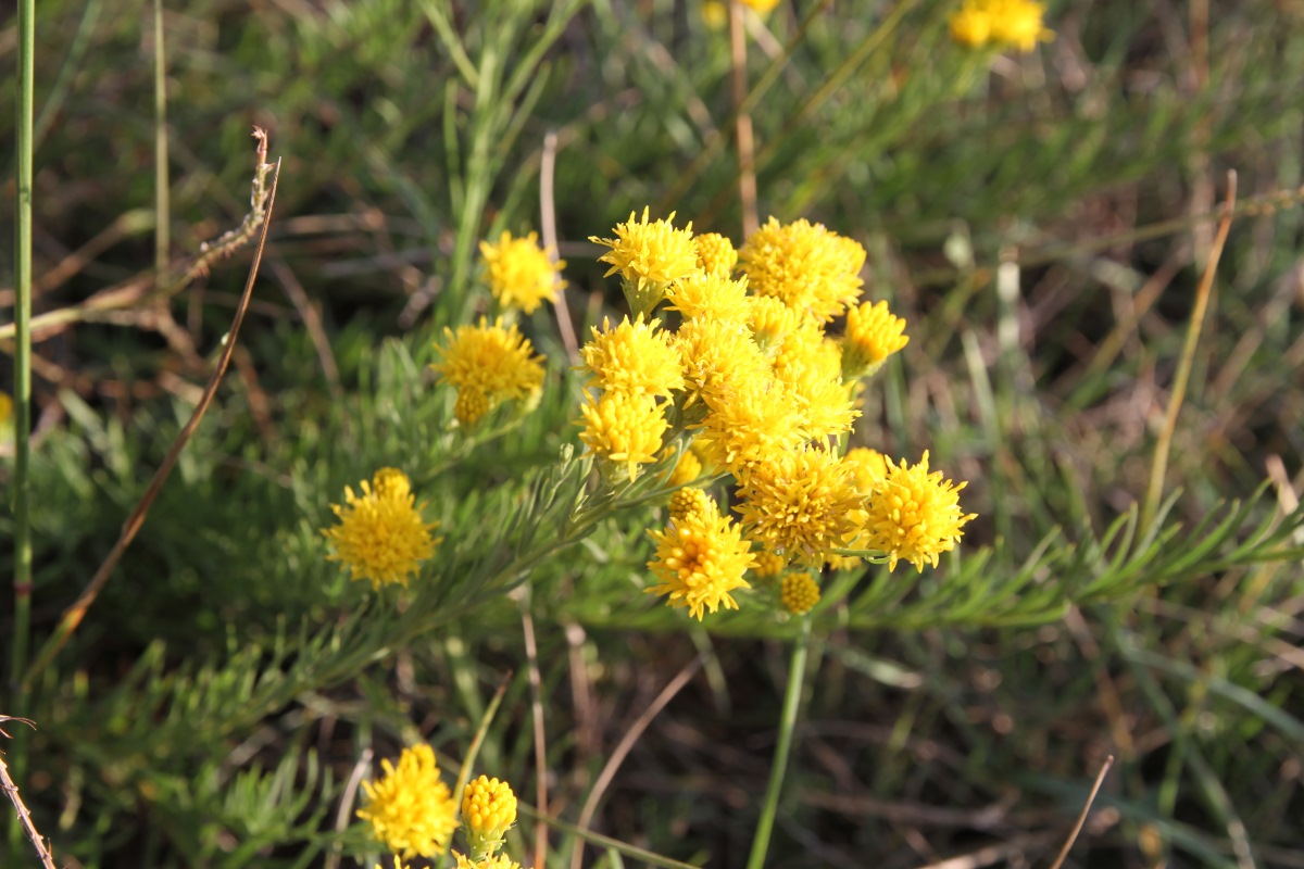 Image of Galatella linosyris specimen.