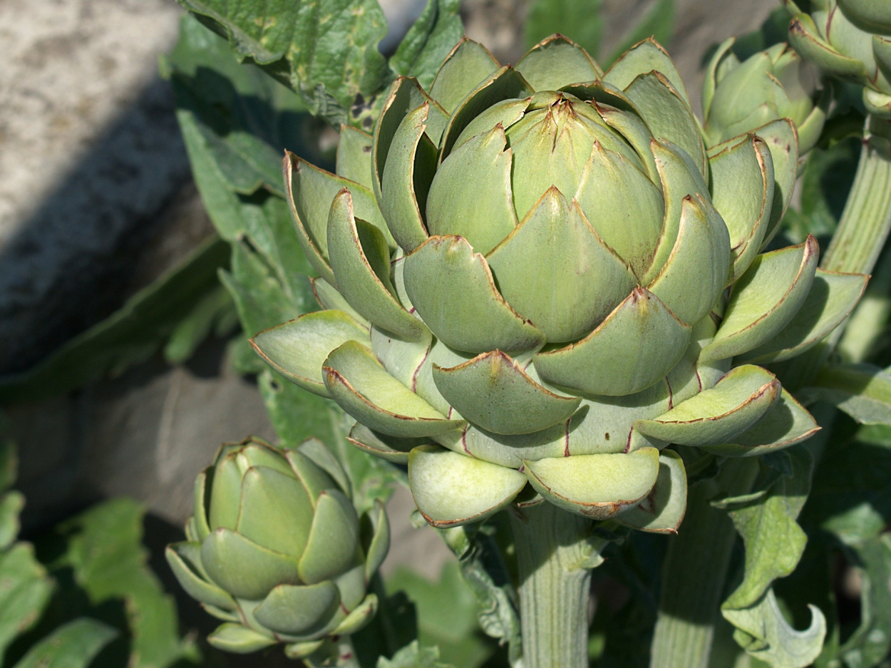 Изображение особи Cynara scolymus.