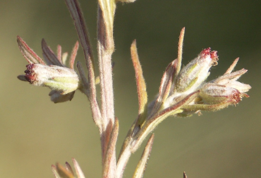 Image of Artemisia umbrosa specimen.