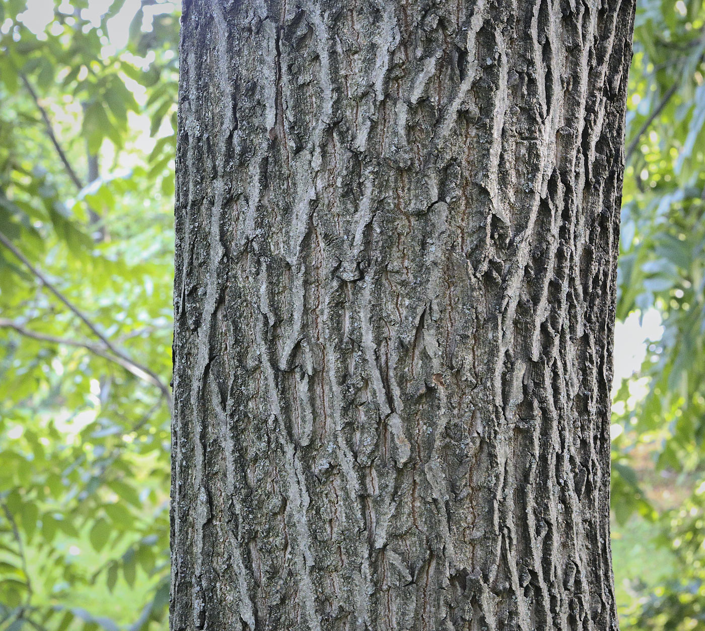 Image of Juglans mandshurica specimen.