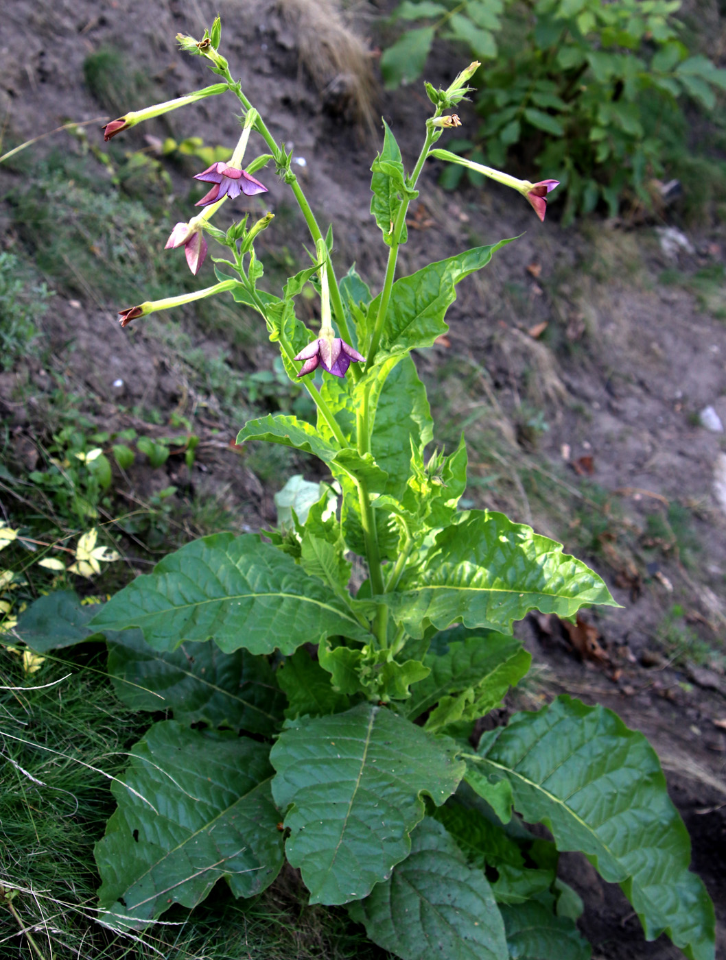 Image of Nicotiana alata specimen.