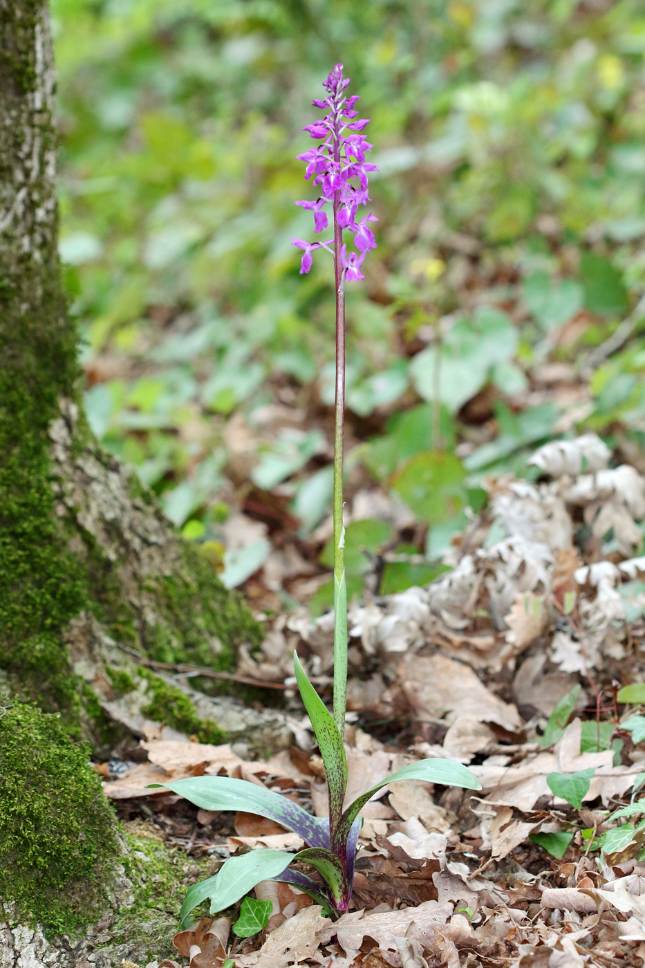 Image of Orchis mascula specimen.