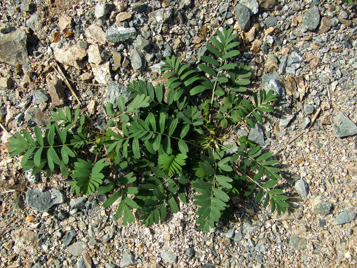 Изображение особи Potentilla semiglabra.