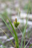 Carex serotina
