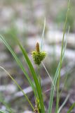 Carex serotina. Верхушка плодоносящего растения с незрелыми плодами. Ленинградская обл., Гатчинский р-н, окр. дер. Авколево, карьер \"Елизаветино\", сырое каменистое понижение на месте выработки известняка. 30.08.2020.