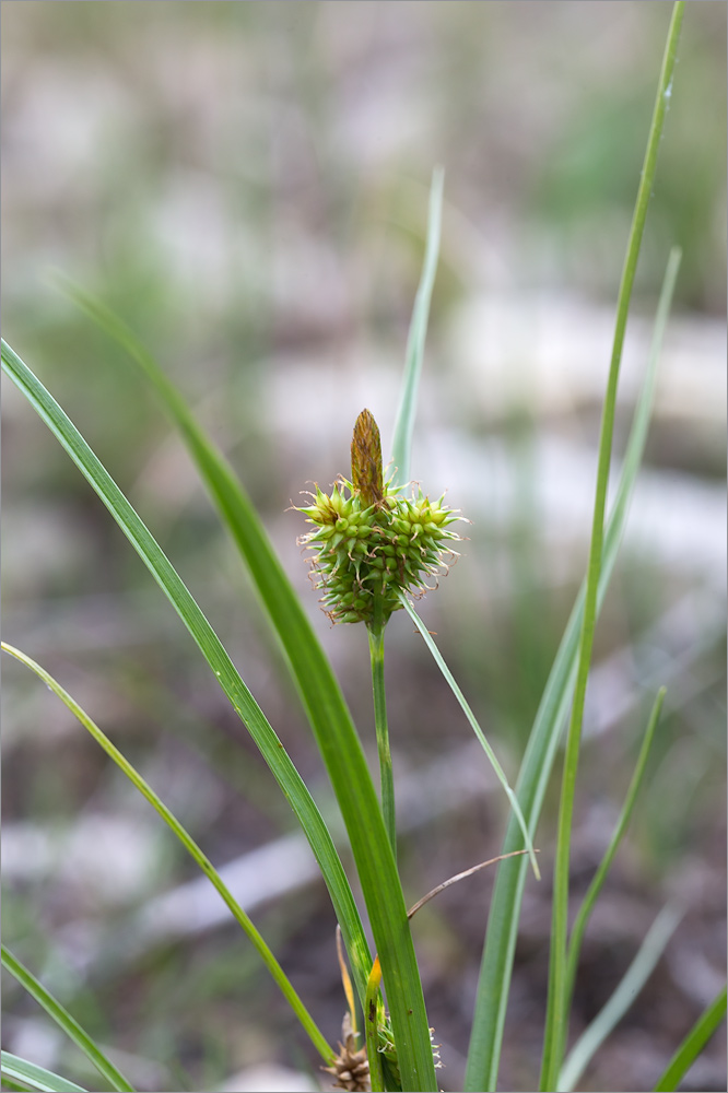 Изображение особи Carex serotina.