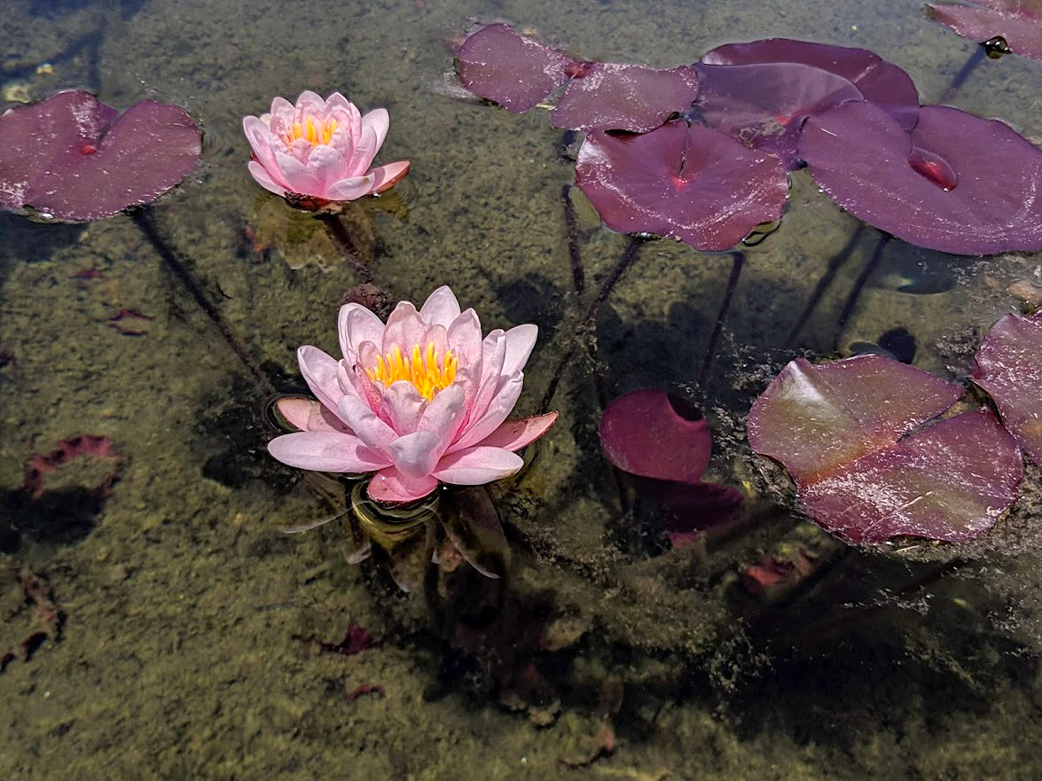 Изображение особи Nymphaea odorata.