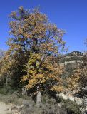 genus Quercus. Вегетирующее растение в осеннем окрасе. Испания, Каталония, пров. Барселона, комарка Осона, муниципалитет Рупит-и-Пруит, окр. водопада Сальт-де-Сальент, ≈802 м н.у.м., край плато, древесно-кустарниковое сообщество. 15.12.2021.