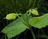 Viola uniflora. Верхушка плодоносящего растения. Республика Алтай, Шебалинский р-н, северо-восточный склон г. Соловковая на высоте около 700 м н.у.м., сосново-берёзовый лес. 02.07.2010.