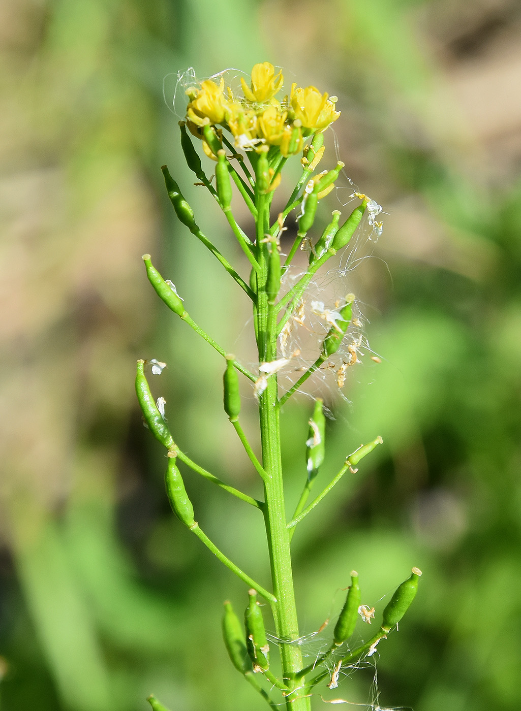 Image of Rorippa palustris specimen.