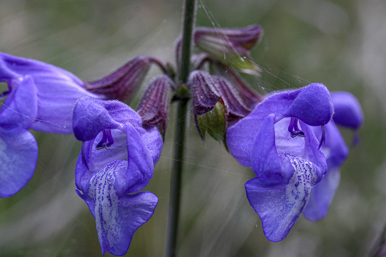 Image of Salvia ringens specimen.