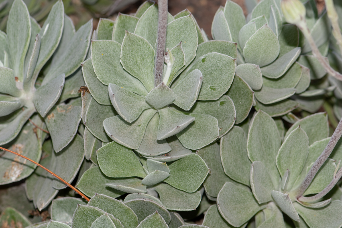 Изображение особи семейство Asteraceae.