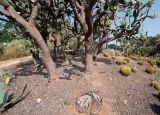 Opuntia tomentosa