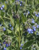 Symphytum caucasicum. Верхушка цветущего побега. Пермский край, Кунгурский р-н, окр. с. Каширино, разнотравный луг. 06.06.2021.
