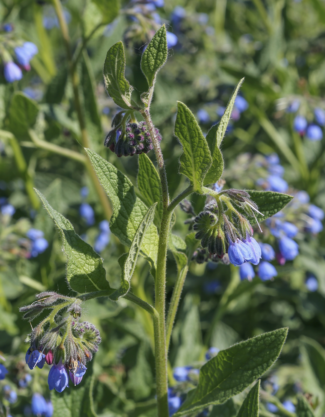 Изображение особи Symphytum caucasicum.