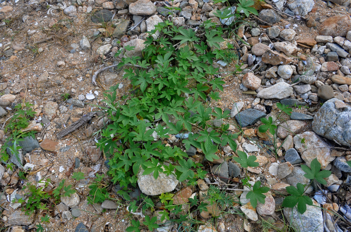 Изображение особи Humulopsis scandens.