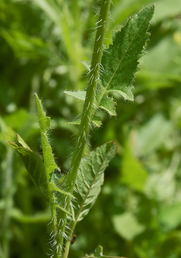 Image of Sisymbrium loeselii specimen.