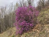 Rhododendron dauricum