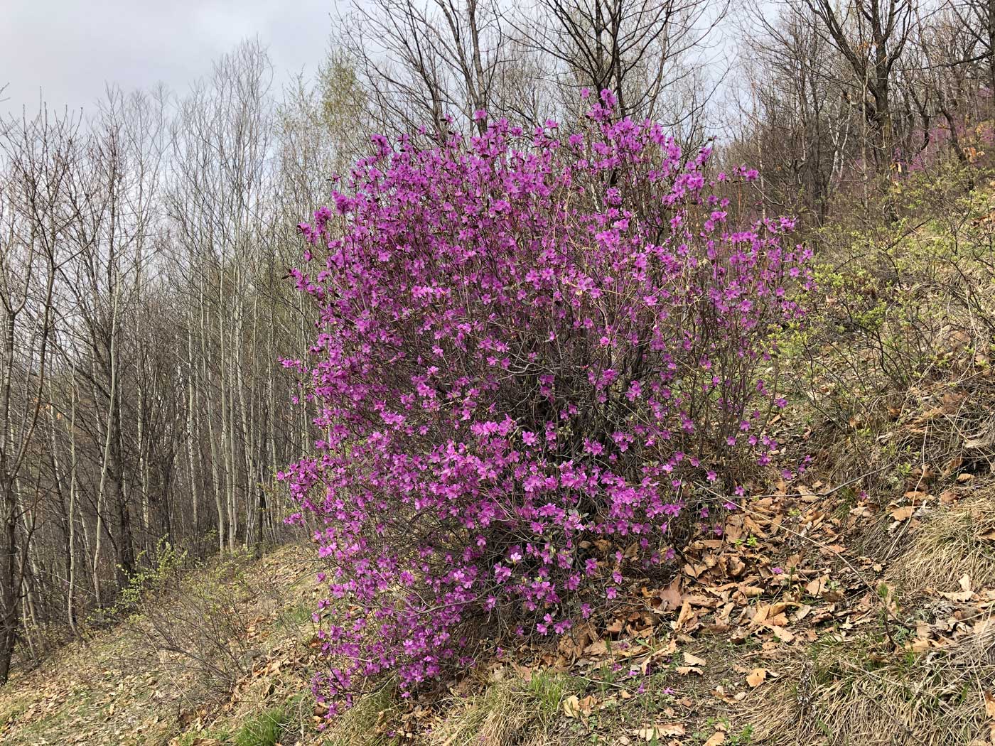 Image of Rhododendron dauricum specimen.