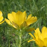 Adonis vernalis