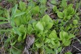 Pyrola rotundifolia. Вегетирующие растения. Калужская обл., Боровский р-н, окр. дер. Чёлохово, высота 200 м н.у.м, лесополоса между сенокосным лугом на старой залежи и полем, около пруда, сырое место. 29 мая 2022 г.