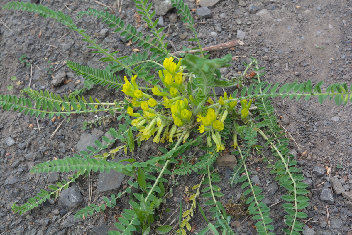 Image of Astragalus polyphyllus specimen.