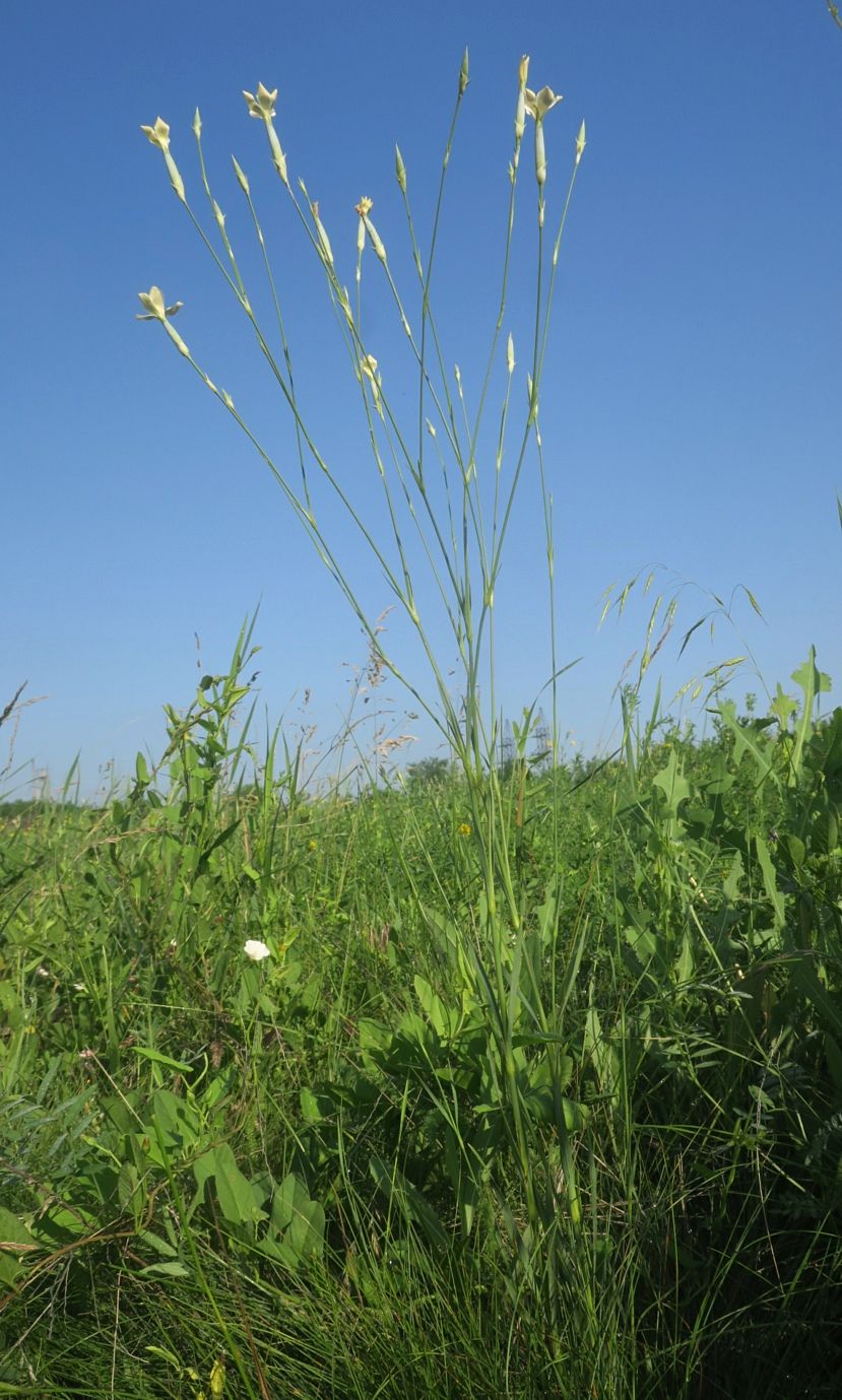 Image of Dianthus lanceolatus specimen.