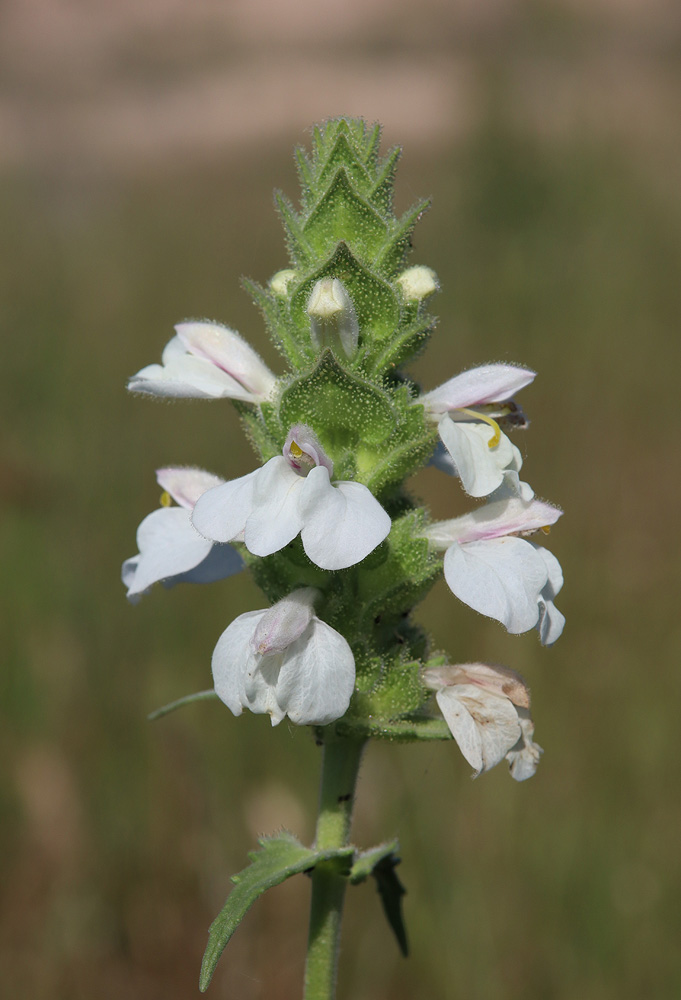 Image of Bellardia trixago specimen.